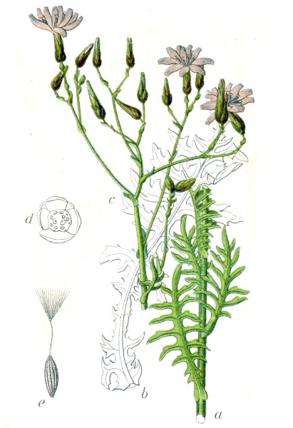 Pflanzenbild gross Blauer Lattich - Lactuca perennis