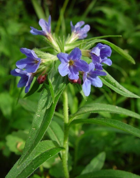 Pflanzenbild gross Blauer Steinsame - Buglossoides purpurocaerulea
