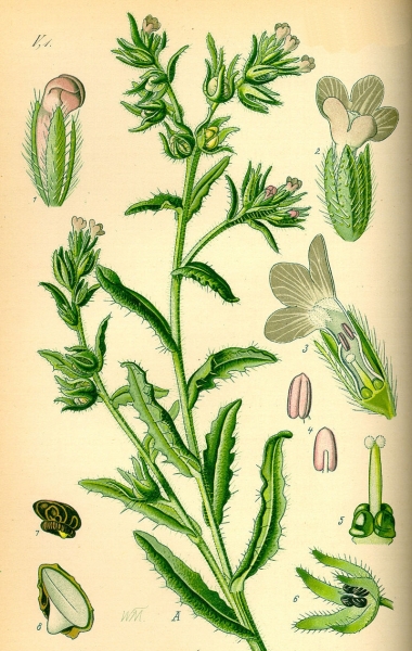 Pflanzenbild gross Krummhals - Anchusa arvensis