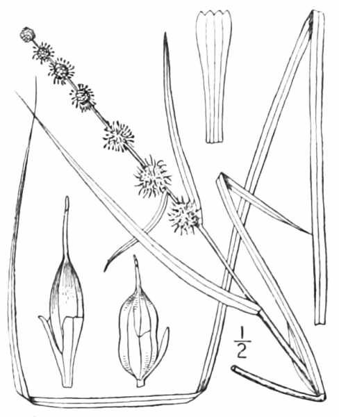 Pflanzenbild gross Schmalblättriger Igelkolben - Sparganium angustifolium