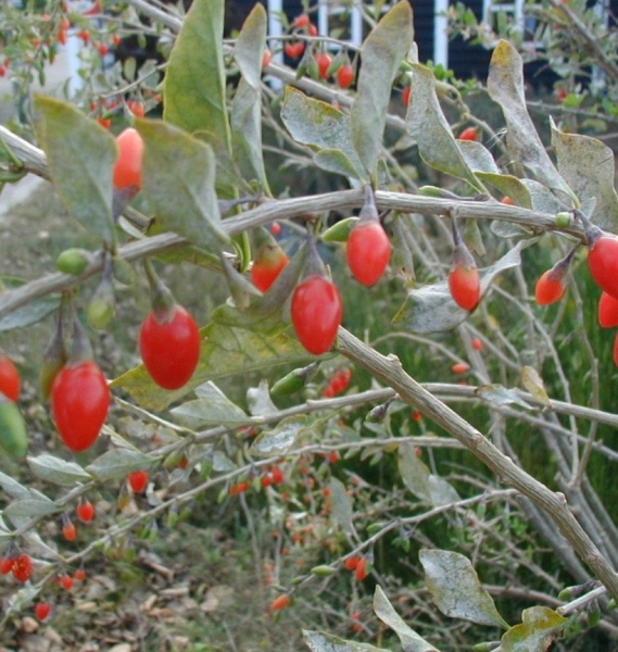 Pflanzenbild gross Bocksdorn - Lycium barbarum