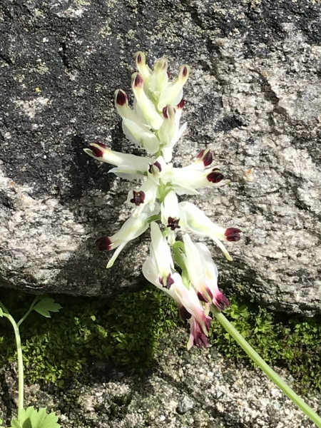 Pflanzenbild gross Klimmender Erdrauch - Fumaria capreolata