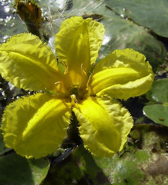 Pflanzenbild gross Teichenzian - Nymphoides peltata