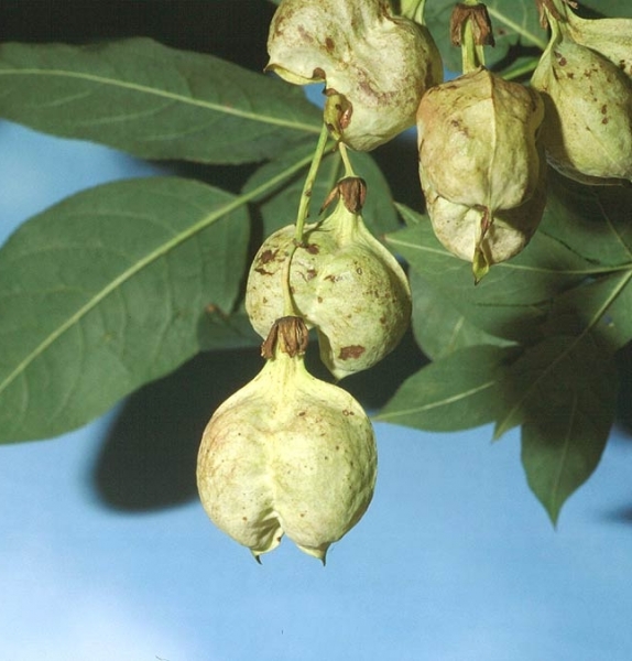 Pflanzenbild gross Pimpernuss - Staphylea pinnata