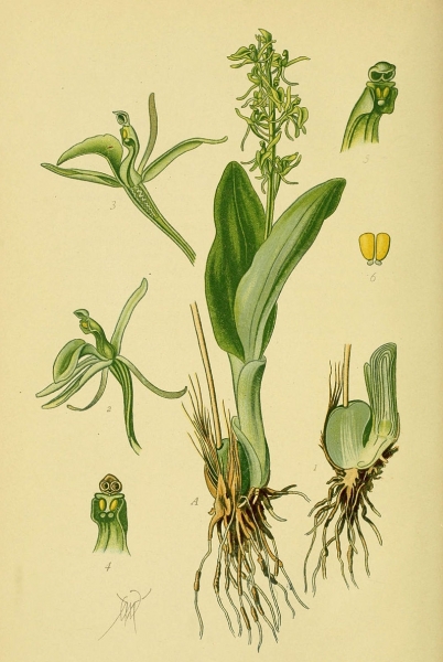 Pflanzenbild gross Zwiebelorchis - Liparis loeselii