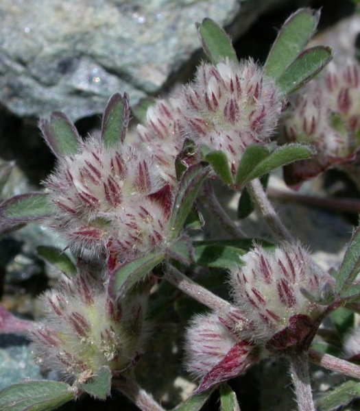 Pflanzenbild gross Stein-Klee - Trifolium saxatile