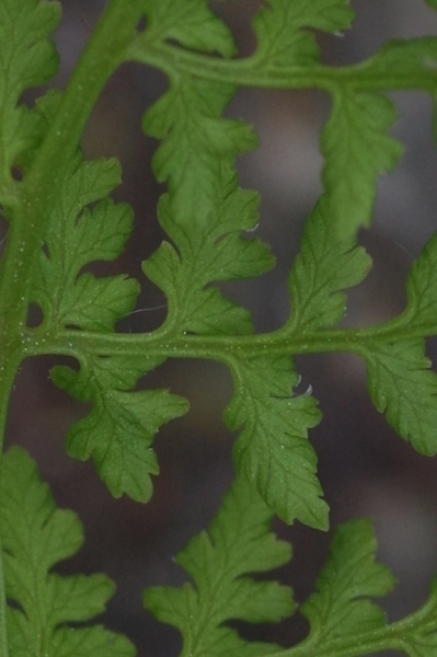 Pflanzenbild gross Zerbrechlicher Blasenfarn - Cystopteris fragilis