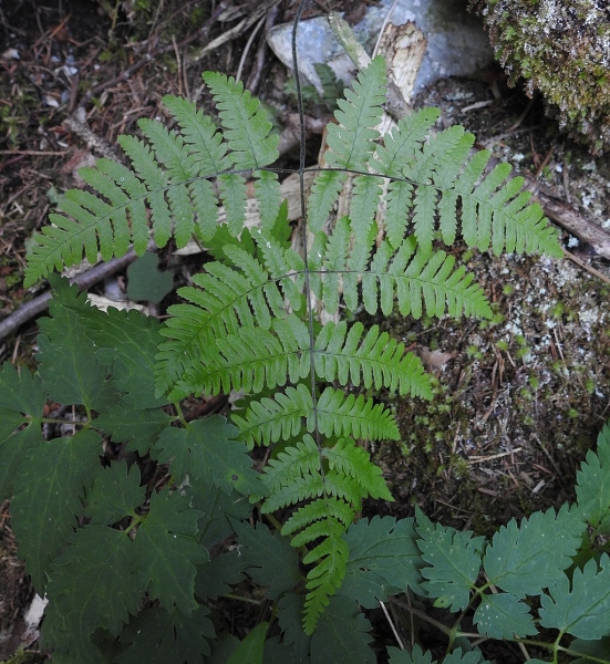 Pflanzenbild gross Ruprechtsfarn - Gymnocarpium robertianum