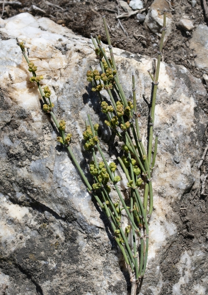 Pflanzenbild gross Schweizer Meerträubchen - Ephedra helvetica