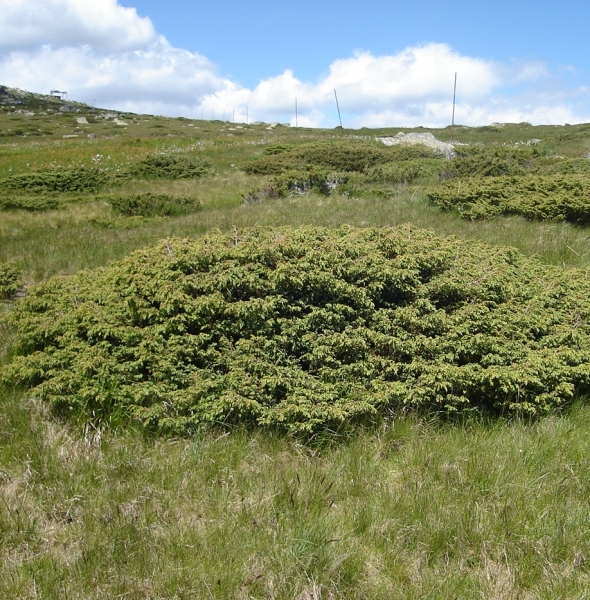 Pflanzenbild gross Zwerg-Wacholder - Juniperus communis subsp. alpina