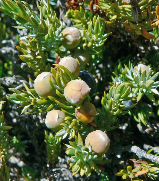 Pflanzenbild gross Zwerg-Wacholder - Juniperus communis subsp. alpina