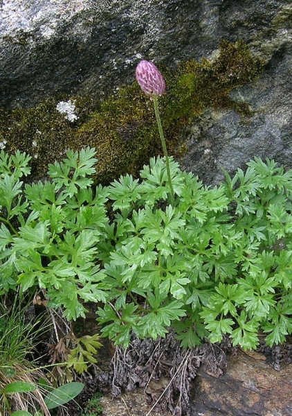 Pflanzenbild gross Rautenblättrige Schmuckblume - Callianthemum coriandrifolium