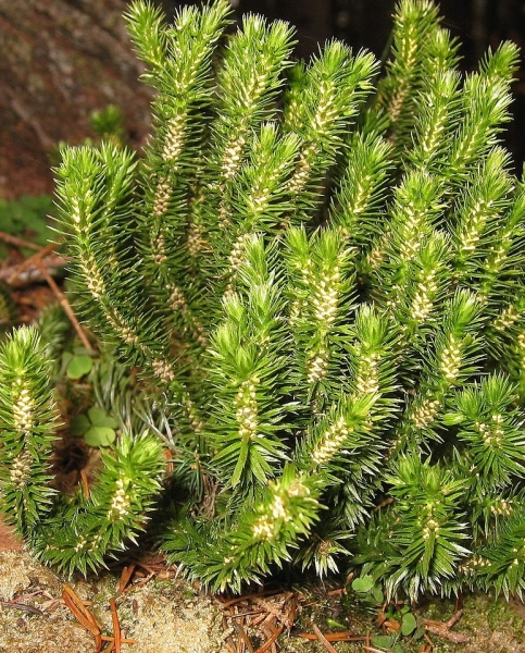 Pflanzenbild gross Tannenbärlapp - Huperzia selago