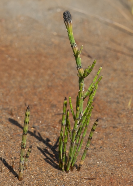 Pflanzenbild gross Sumpf-Schachtelhalm - Equisetum palustre