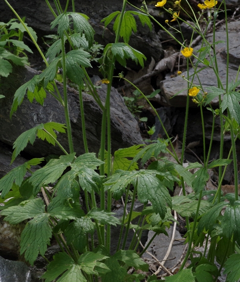 Pflanzenbild gross Wolliger Hahnenfuss - Ranunculus lanuginosus