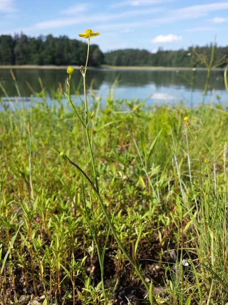 Pflanzenbild gross Kleiner Sumpf-Hahnenfuss - Ranunculus flammula