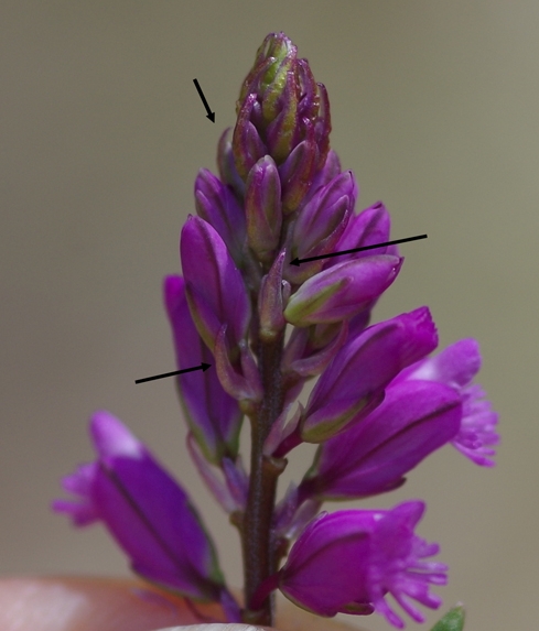 Pflanzenbild gross Schopfige Kreuzblume - Polygala comosa