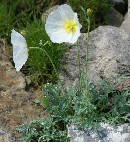 Pflanzenbild gross Sendtners Alpen-Mohn - Papaver sendtneri