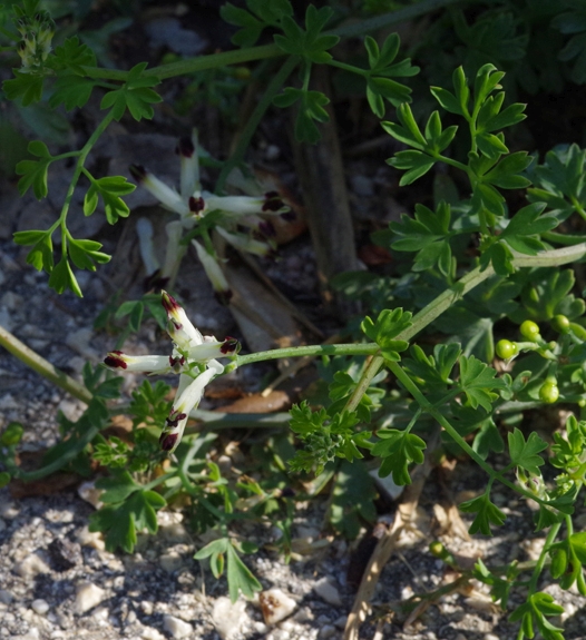 Pflanzenbild gross Klimmender Erdrauch - Fumaria capreolata