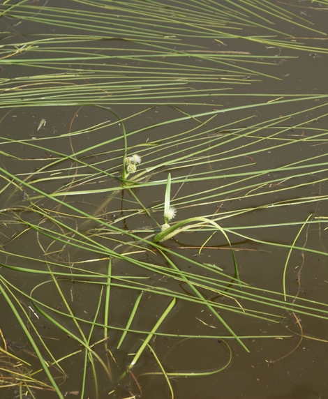 Pflanzenbild gross Schmalblättriger Igelkolben - Sparganium angustifolium