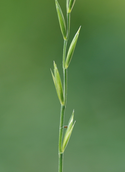 Pflanzenbild gross Kriechende Quecke - Elymus repens
