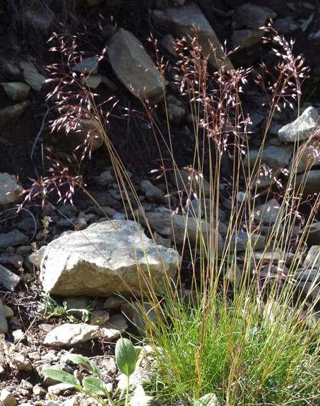 Pflanzenbild gross Draht-Schmiele - Avenella flexuosa