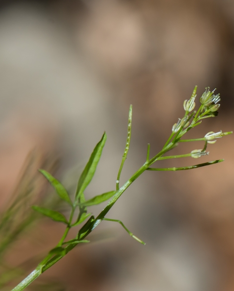 Pflanzenbild gross Spring-Schaumkraut - Cardamine impatiens