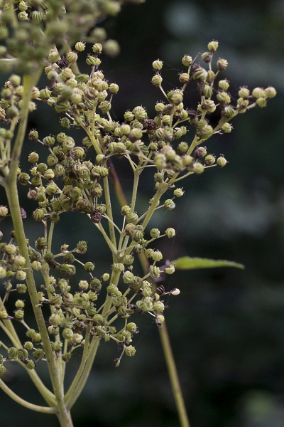 Pflanzenbild gross Moor-Geissbart - Filipendula ulmaria