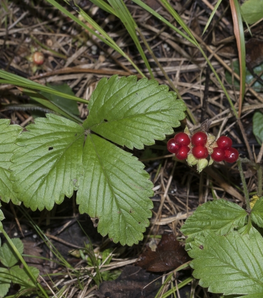 Pflanzenbild gross Steinbeere - Rubus saxatilis
