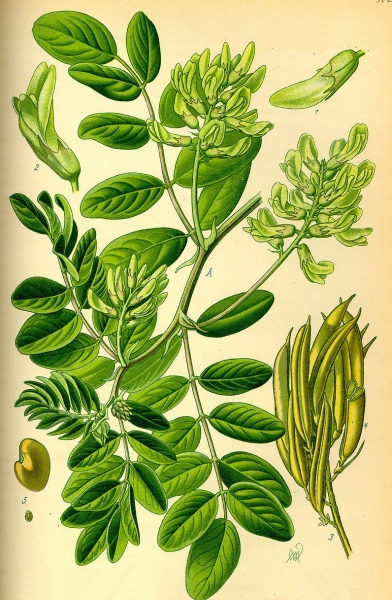 Pflanzenbild gross Süsser Tragant - Astragalus glycyphyllos