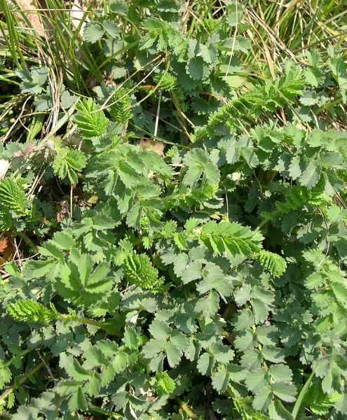 Pflanzenbild gross Kleiner Wiesenknopf - Sanguisorba minor