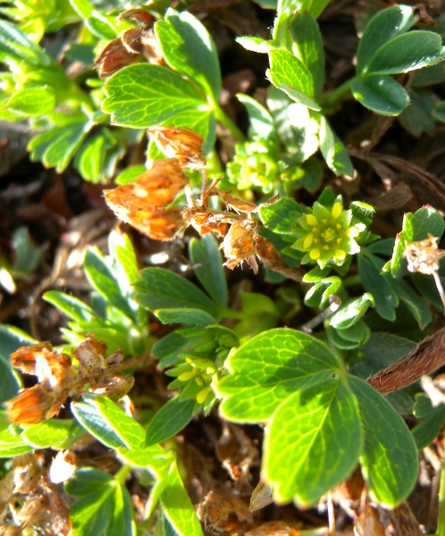 Pflanzenbild gross Alpen-Gelbling - Sibbaldia procumbens