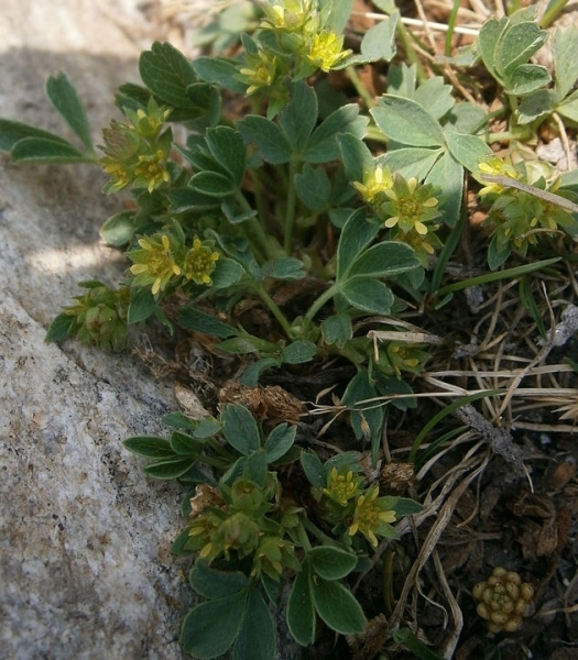 Pflanzenbild gross Alpen-Gelbling - Sibbaldia procumbens