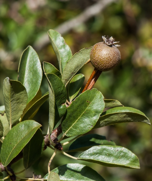 Pflanzenbild gross Wilder Birnbaum - Pyrus pyraster