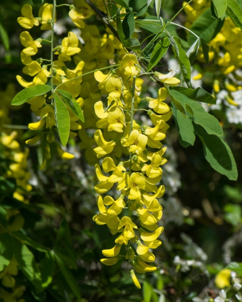 Pflanzenbild gross Gemeiner Goldregen - Laburnum anagyroides