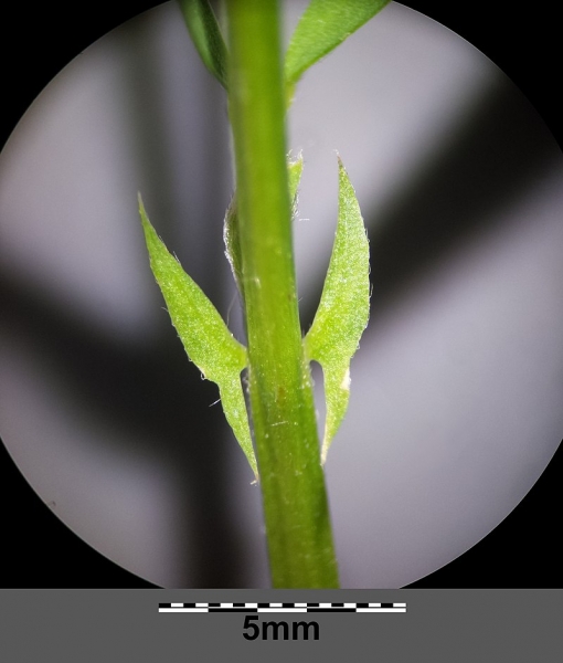 Pflanzenbild gross Viersamige Wicke - Vicia tetrasperma