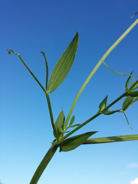 Pflanzenbild gross Wiesen-Platterbse - Lathyrus pratensis
