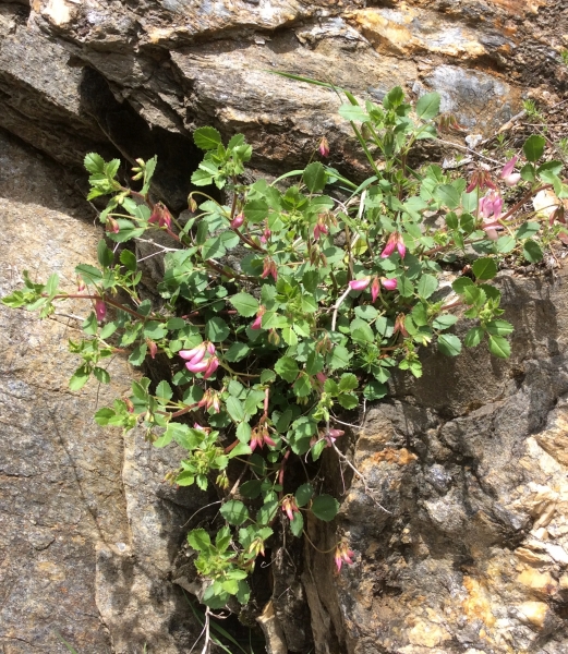 Pflanzenbild gross Rundblättrige Hauhechel - Ononis rotundifolia