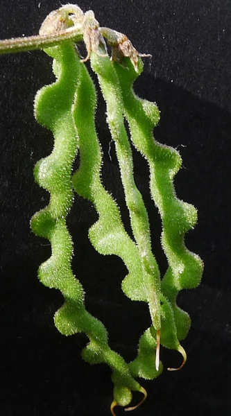 Pflanzenbild gross Schopfiger Hufeisenklee - Hippocrepis comosa