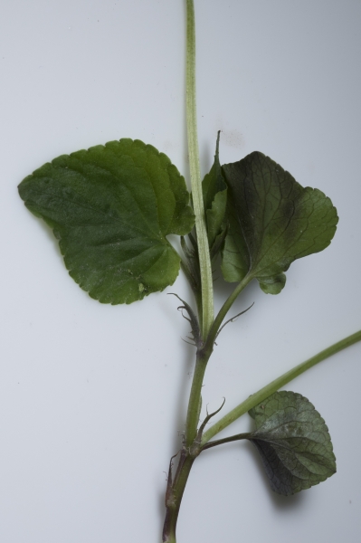 Pflanzenbild gross Wald-Veilchen - Viola reichenbachiana
