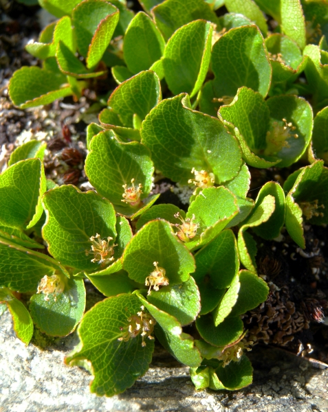 Pflanzenbild gross Kraut-Weide - Salix herbacea