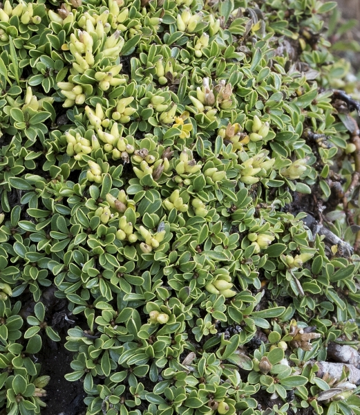 Pflanzenbild gross Quendelblättrige Weide - Salix serpillifolia