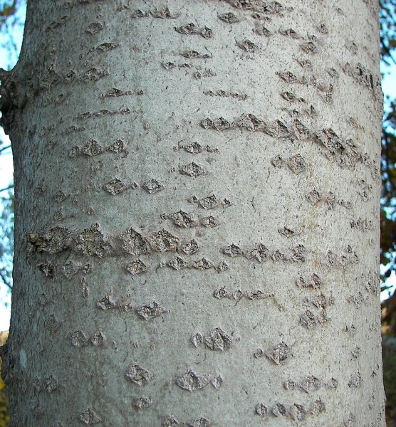 Pflanzenbild gross Zitter-Pappel - Populus tremula