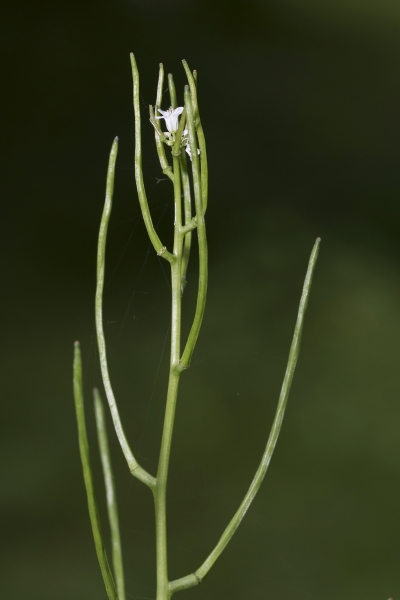 Pflanzenbild gross Knoblauchhederich - Alliaria petiolata