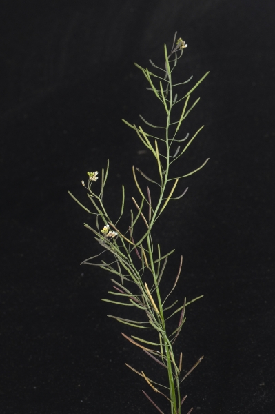 Pflanzenbild gross Schotenkresse - Arabidopsis thaliana
