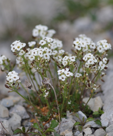 Pflanzenbild gross Gämskresse - Pritzelago alpina