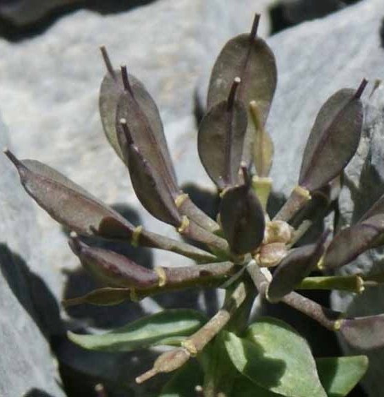 Pflanzenbild gross Rundblättriges Täschelkraut - Thlaspi rotundifolium