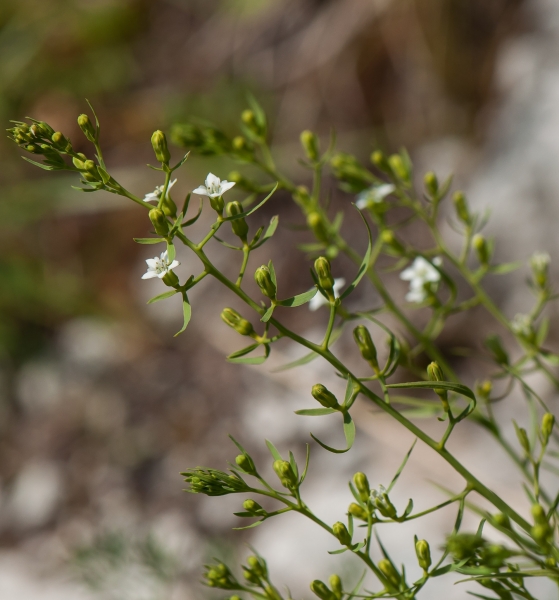 Pflanzenbild gross Pyrenäen-Bergflachs - Thesium pyrenaicum