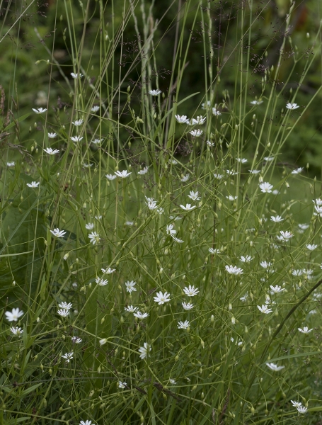 Pflanzenbild gross Gras-Sternmiere - Stellaria graminea