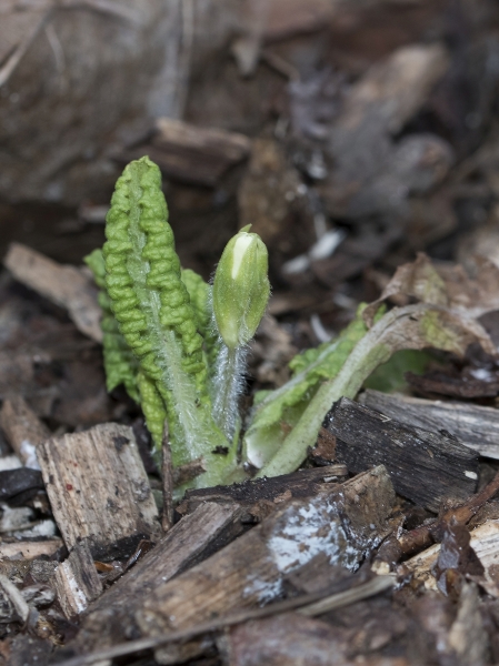 Pflanzenbild gross Stängellose Schlüsselblume - Primula acaulis